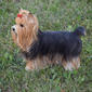 Hi-Line Gift Yorkshire Terrier Statue Garden Statue - image 6