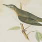 9th & Pike&#174; Pipit and Warbler Bird Wall Art - Set of 2 - image 8