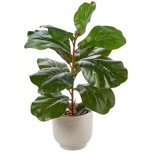 Life-Like Fiddle Plant