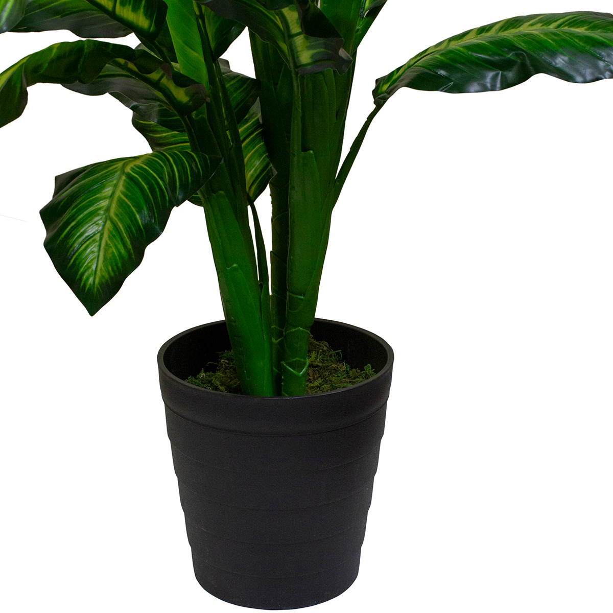 Northlight Seasonal 50in. Artificial Dieffenbachia Potted Plant
