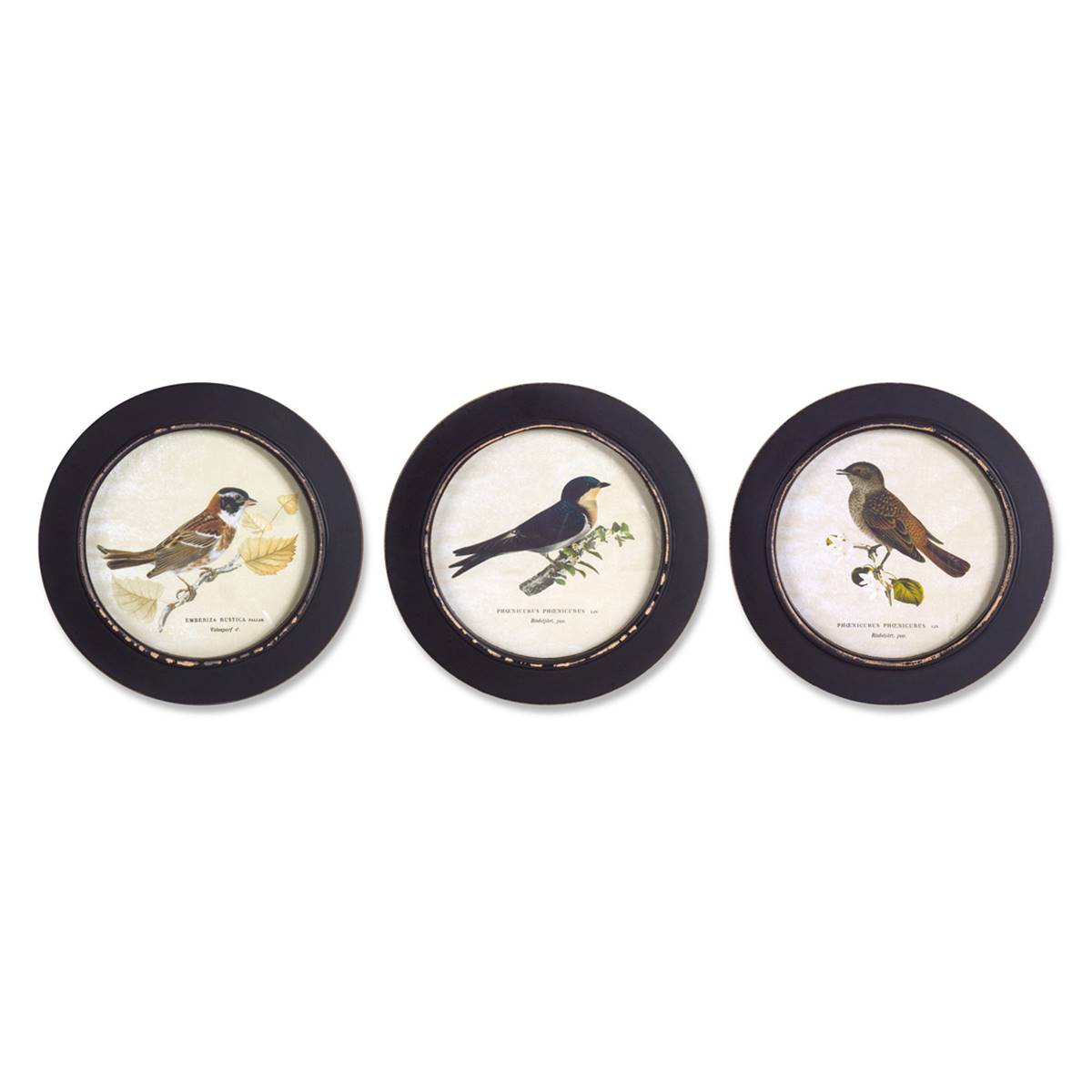 Melrose Wood Framed Encyclopedia Bird Print - Set Of 3