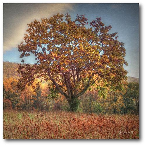 Courtside Market Autumn Tree In The Field Wall Art