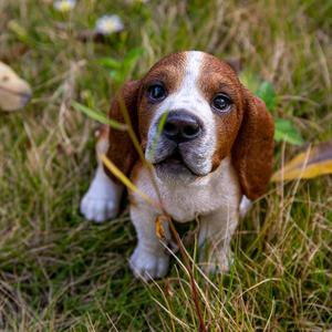 Hi-Line Gift Howling Basset Hound Puppy Garden Statue alternate view