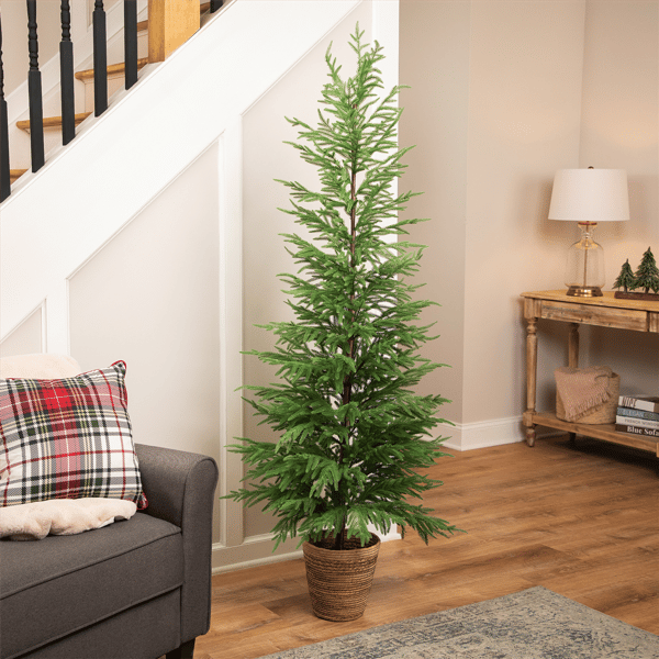 Northlight 6ft. Medium Norfolk Pine Potted Christmas Tree alternate view