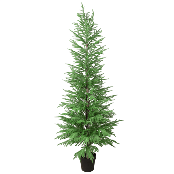 Northlight 6ft. Medium Norfolk Pine Potted Christmas Tree